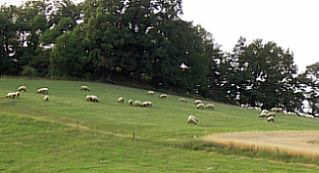 Schafzucht in Dittersbach auf dem Eigen